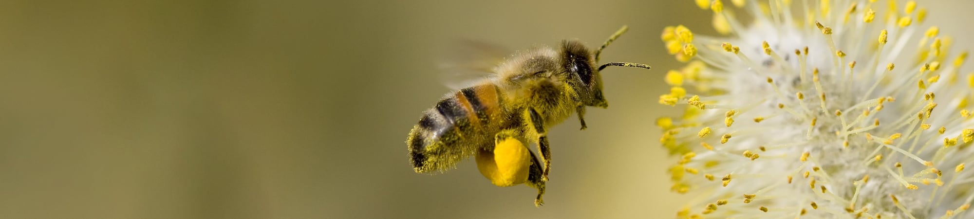 Life span of bees halved in 50 years