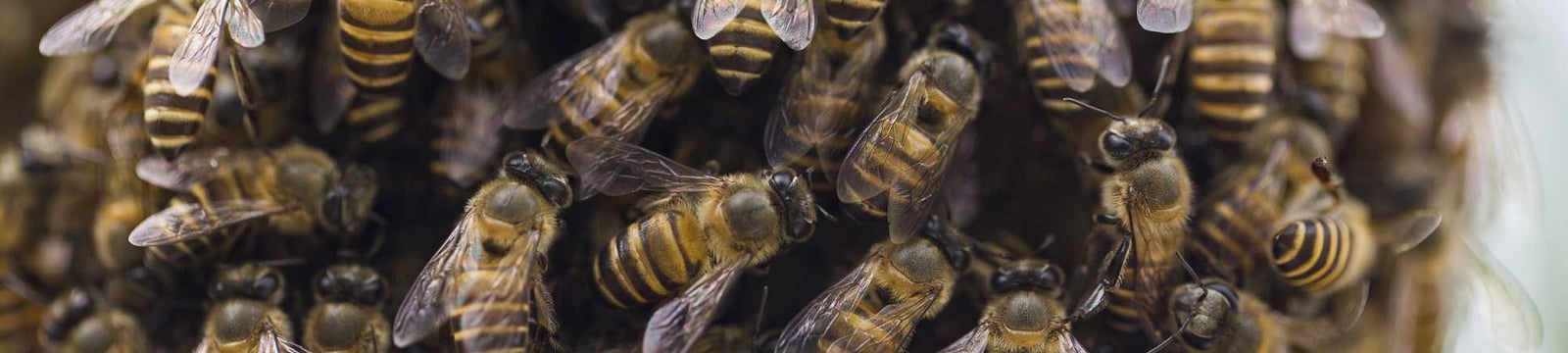 Wat wij van de honingbij kunnen leren over samenwerken