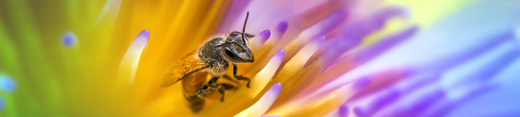 Wereld Bijendag positief voor natuur en economie