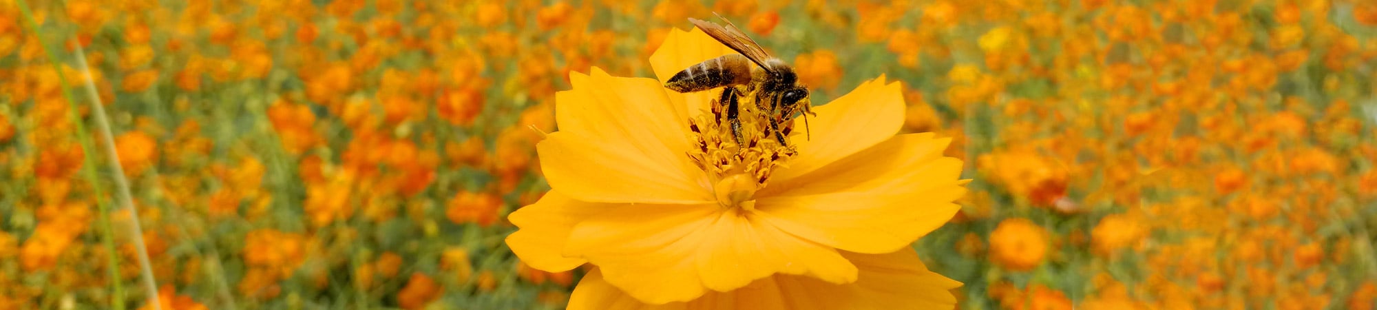 The contribution of bees to the biodiversity